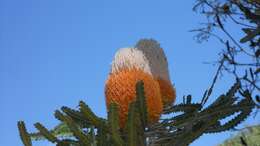 Image of Banksia prionotes Lindl.