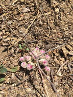 صورة Cistanthe monosperma (E. Greene) M. A. Hershkovitz