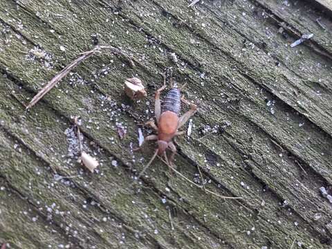 Image of Forest Scaly Cricket