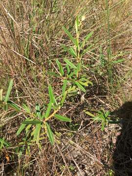 Image of Croton linearis Jacq.