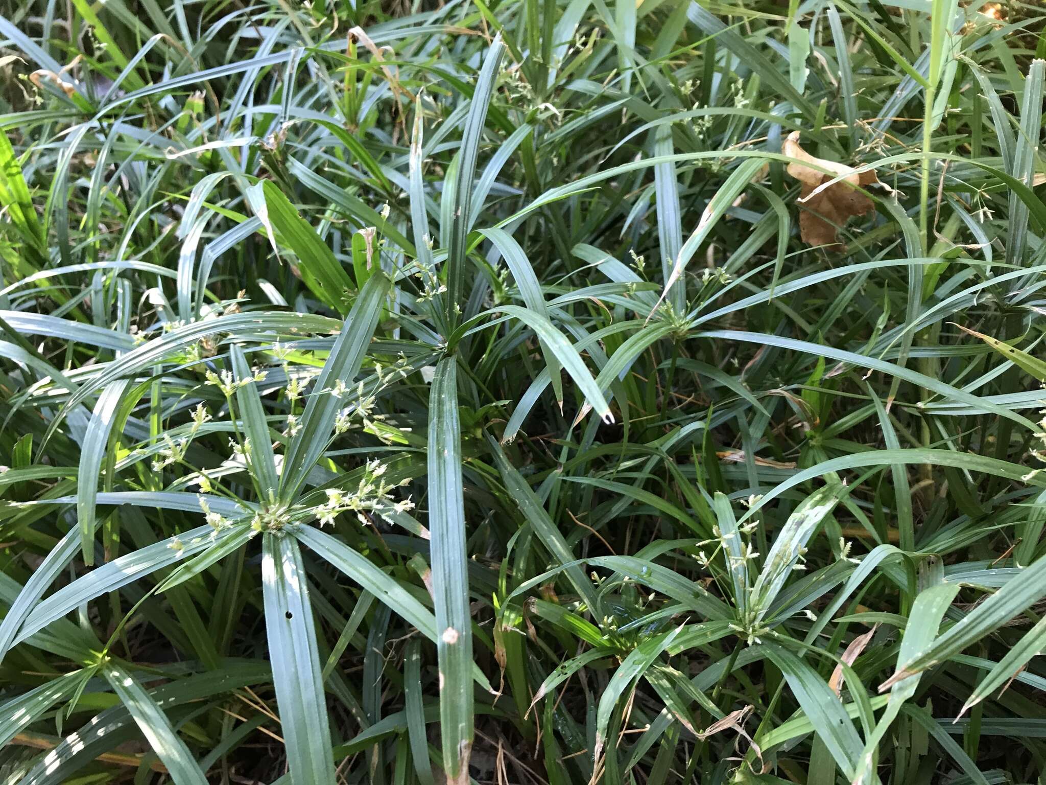 Imagem de Cyperus albostriatus Schrad.