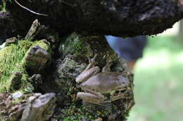 Image of northern streamside tree frog