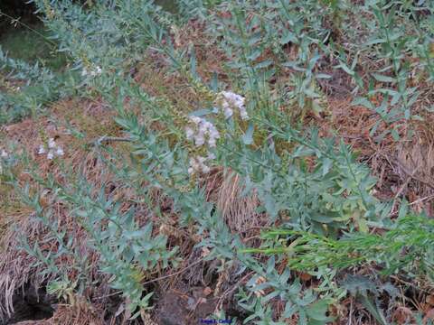 Image of Linaria nivea Boiss. & Reuter