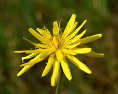 Image of Pseudopodospermum strictum (Hornem.) Zaika, Sukhor & N. Kilian