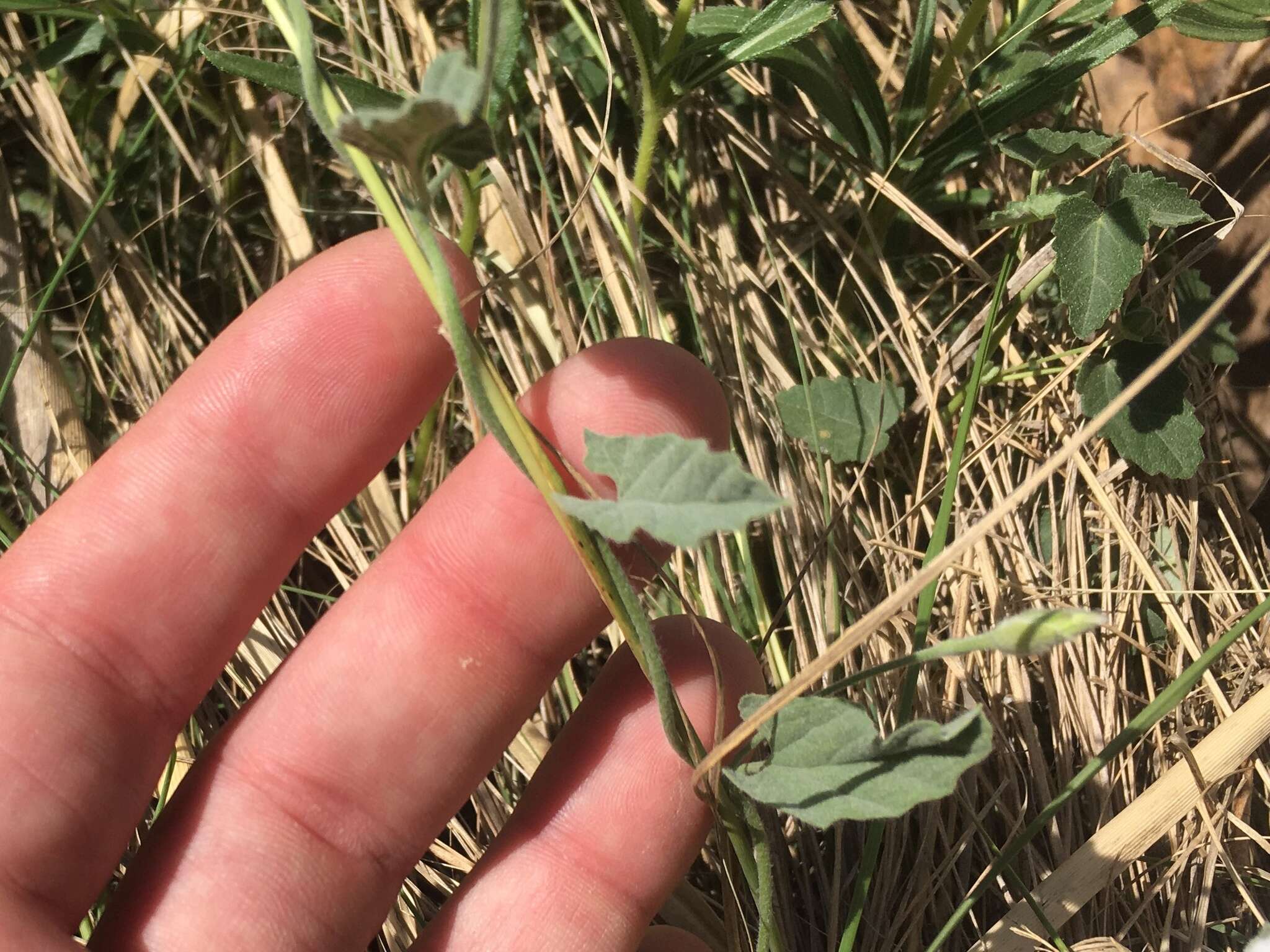 Image of Field bindweed