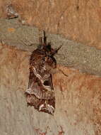 Image of Cutworm