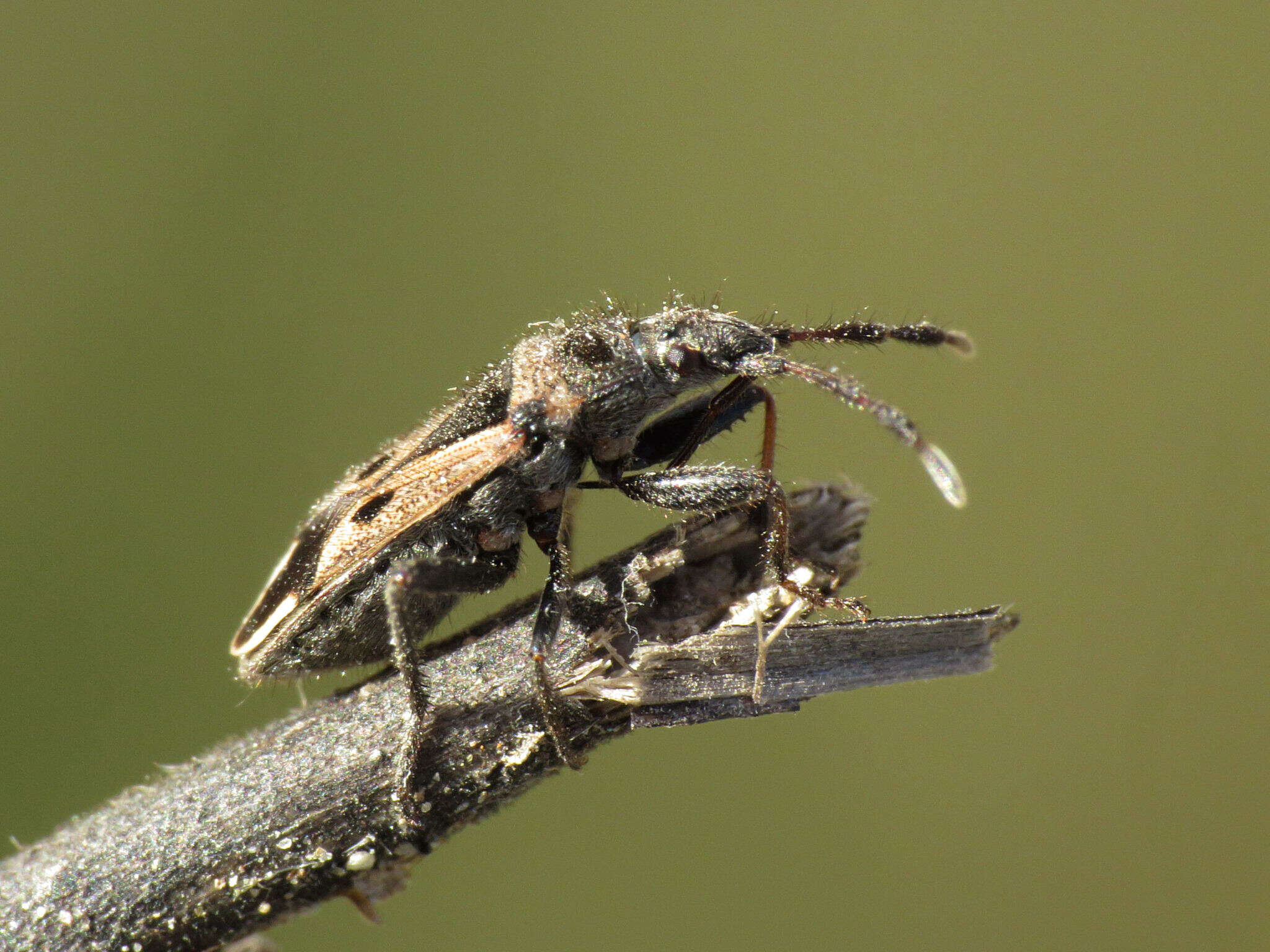 صورة Lasiocoris crassicornis (Lucas 1849)