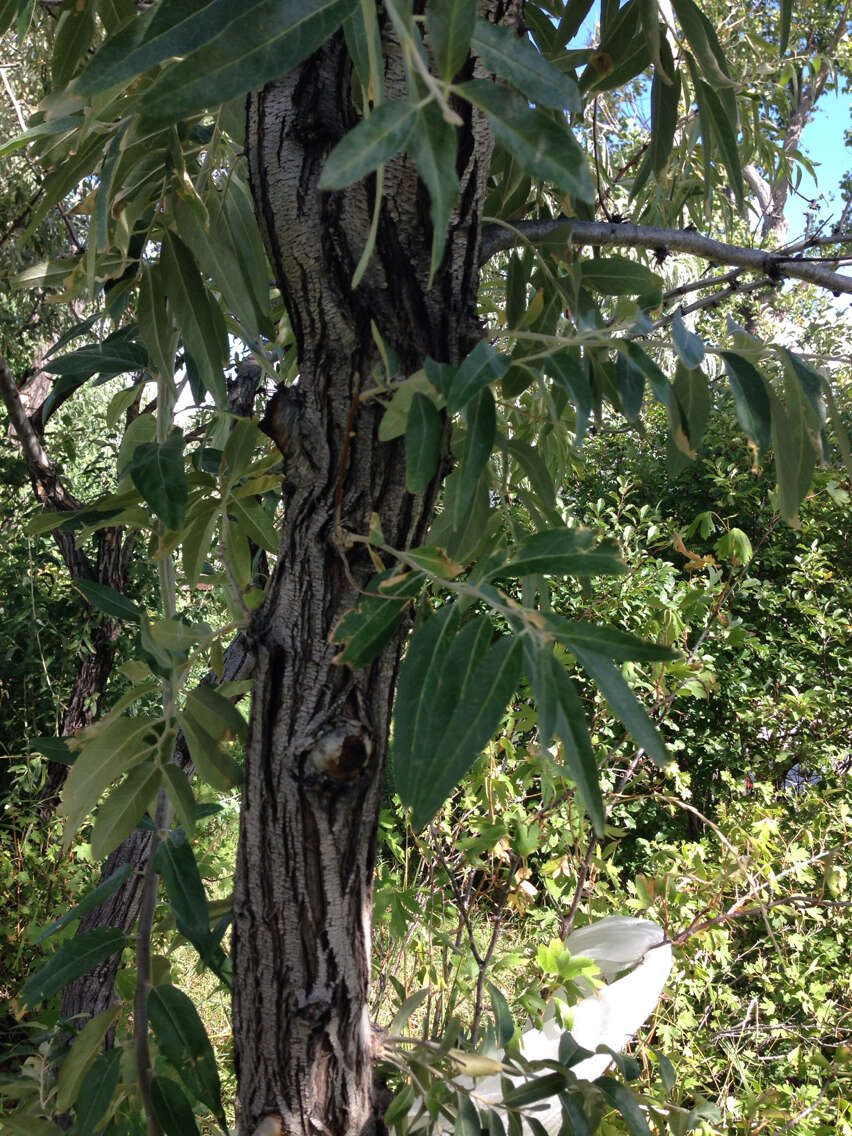 Image of Russian olive