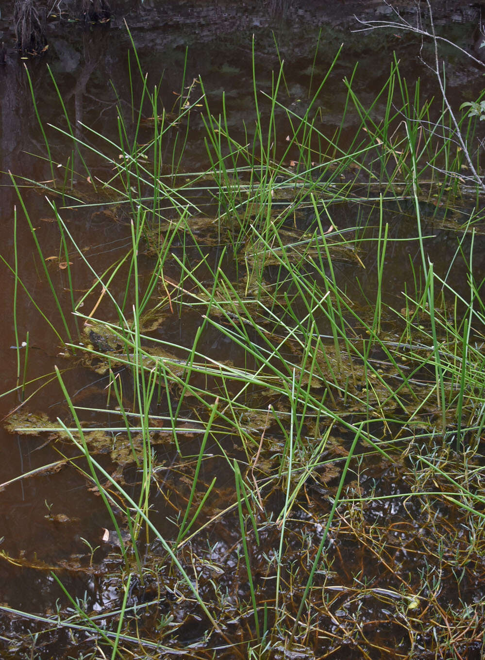 Image of Chinese water chestnut