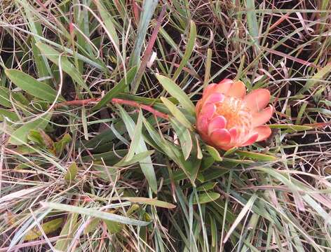 Image of Protea parvula Beard