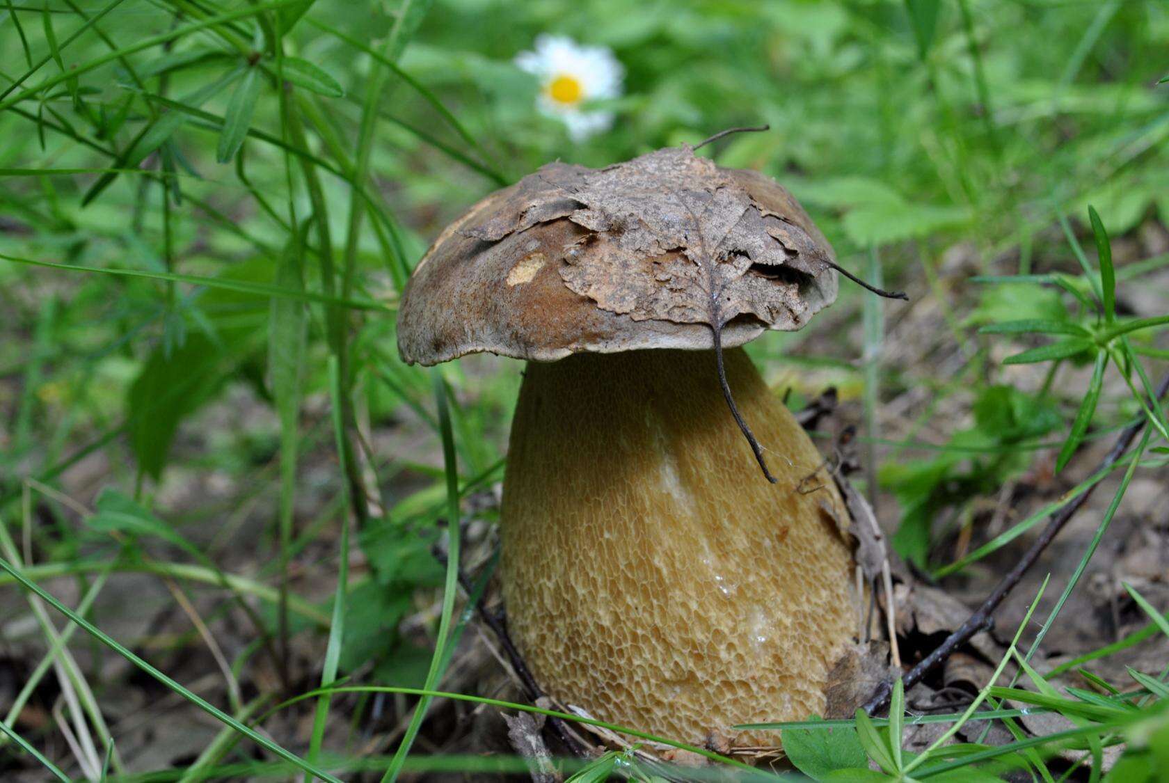 Image of summer cep