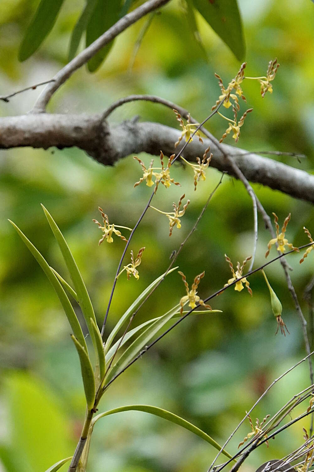 Sivun Dendrobium trilamellatum J. J. Sm. kuva