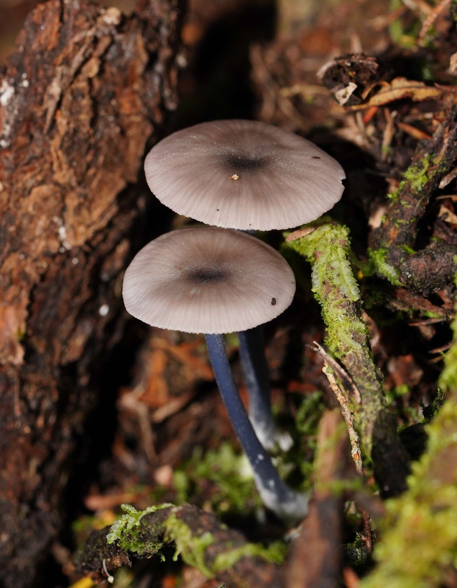 Image of Entoloma albidocoeruleum G. M. Gates & Noordel. 2007