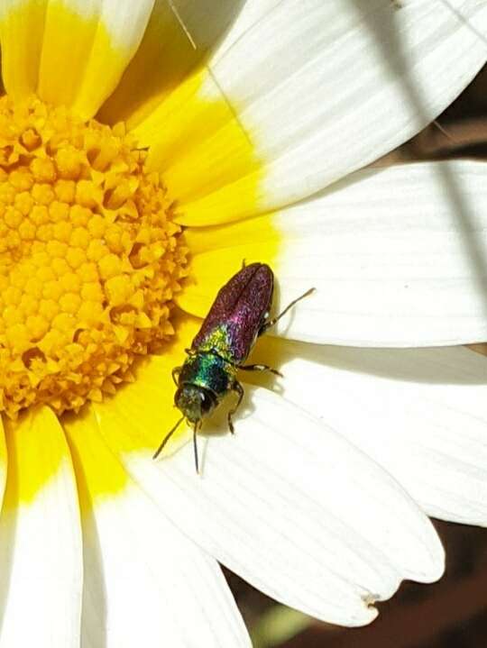 Image of Pasture Splendour Beetle