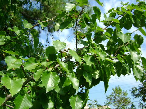 Plancia ëd Pyrus calleryana Decne.