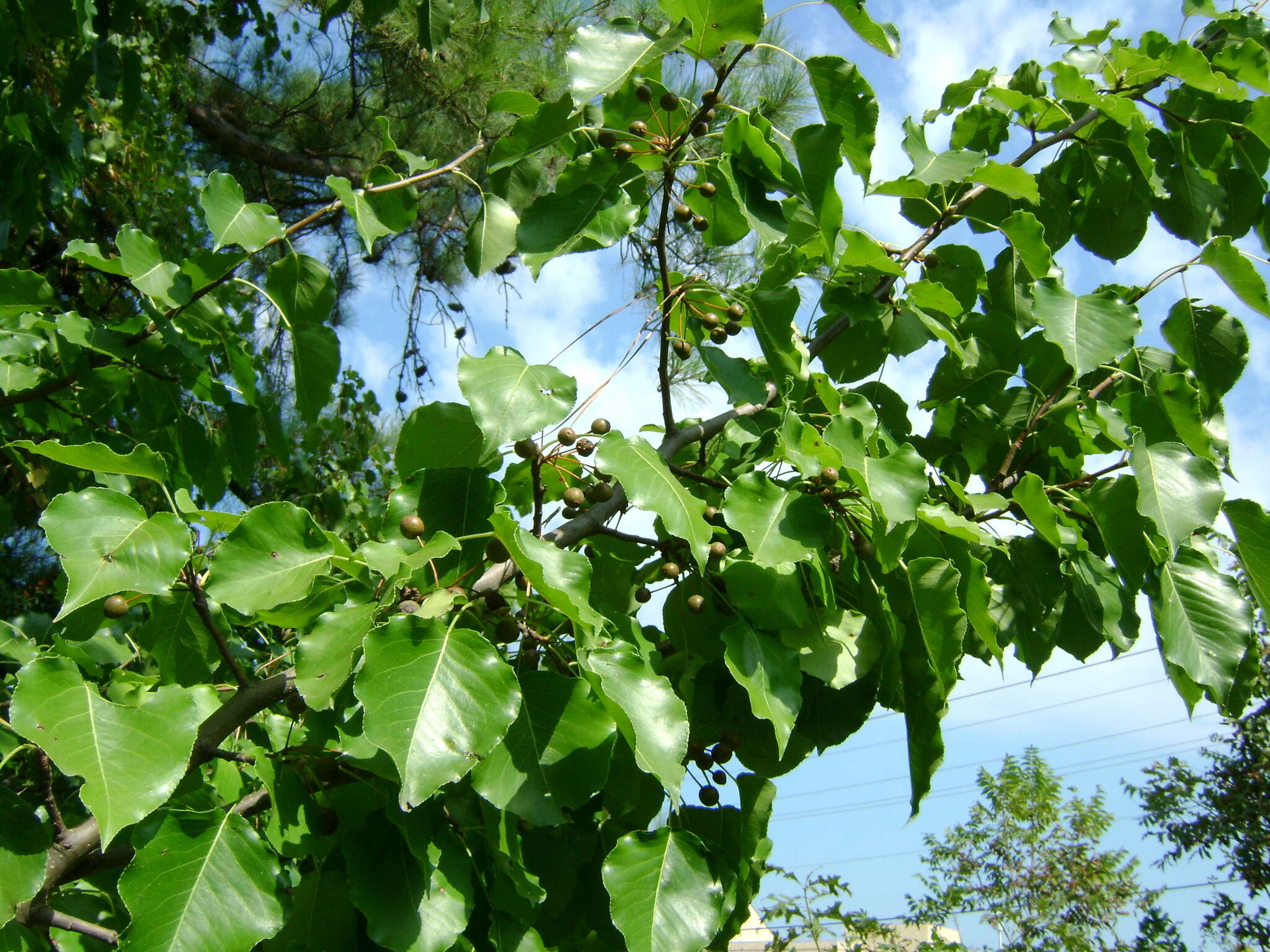 Image of Bradford Pear