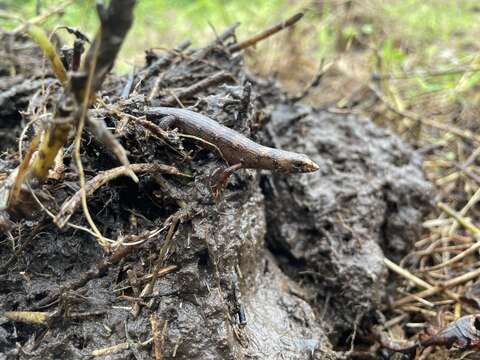 Image of Chinese water skink