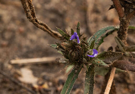 Image of Blepharis leendertziae Oberm.