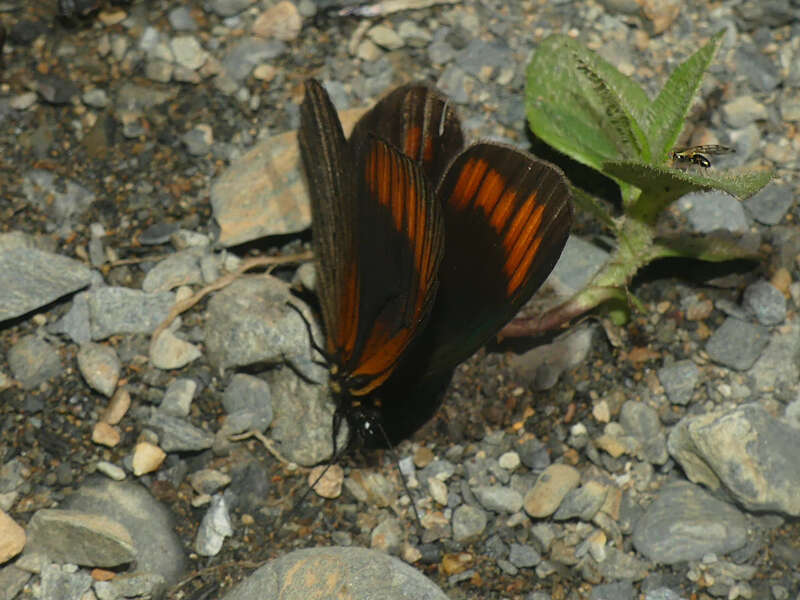 Image of Lymanopoda acraeida Butler 1868