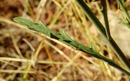 Image of flaxleaf plainsmustard