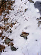 Image of Snow leopard