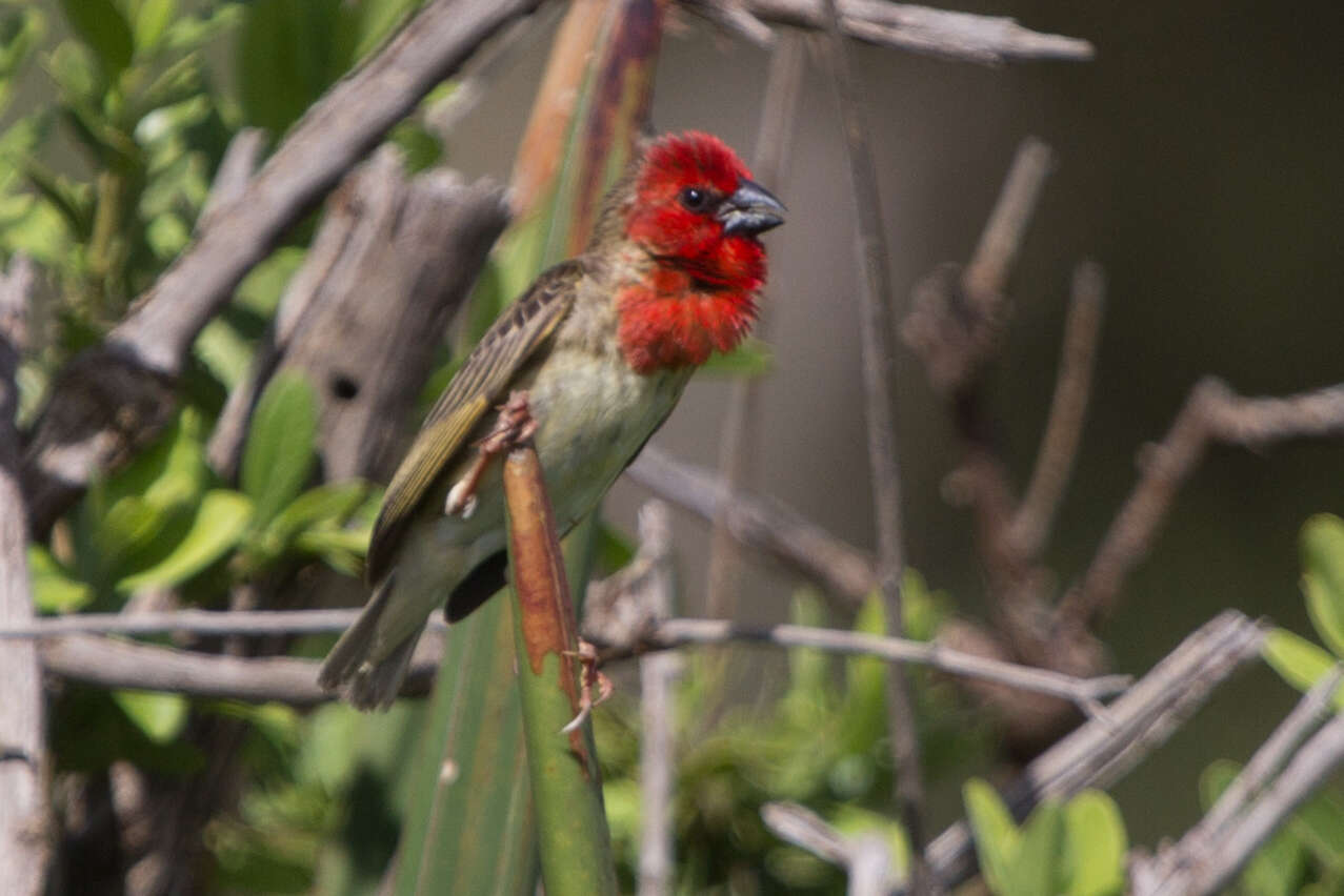 Слика од Quelea cardinalis (Hartlaub 1880)