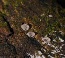 Resupinatus subapplicatus (Cleland) Grgur. 1997 resmi