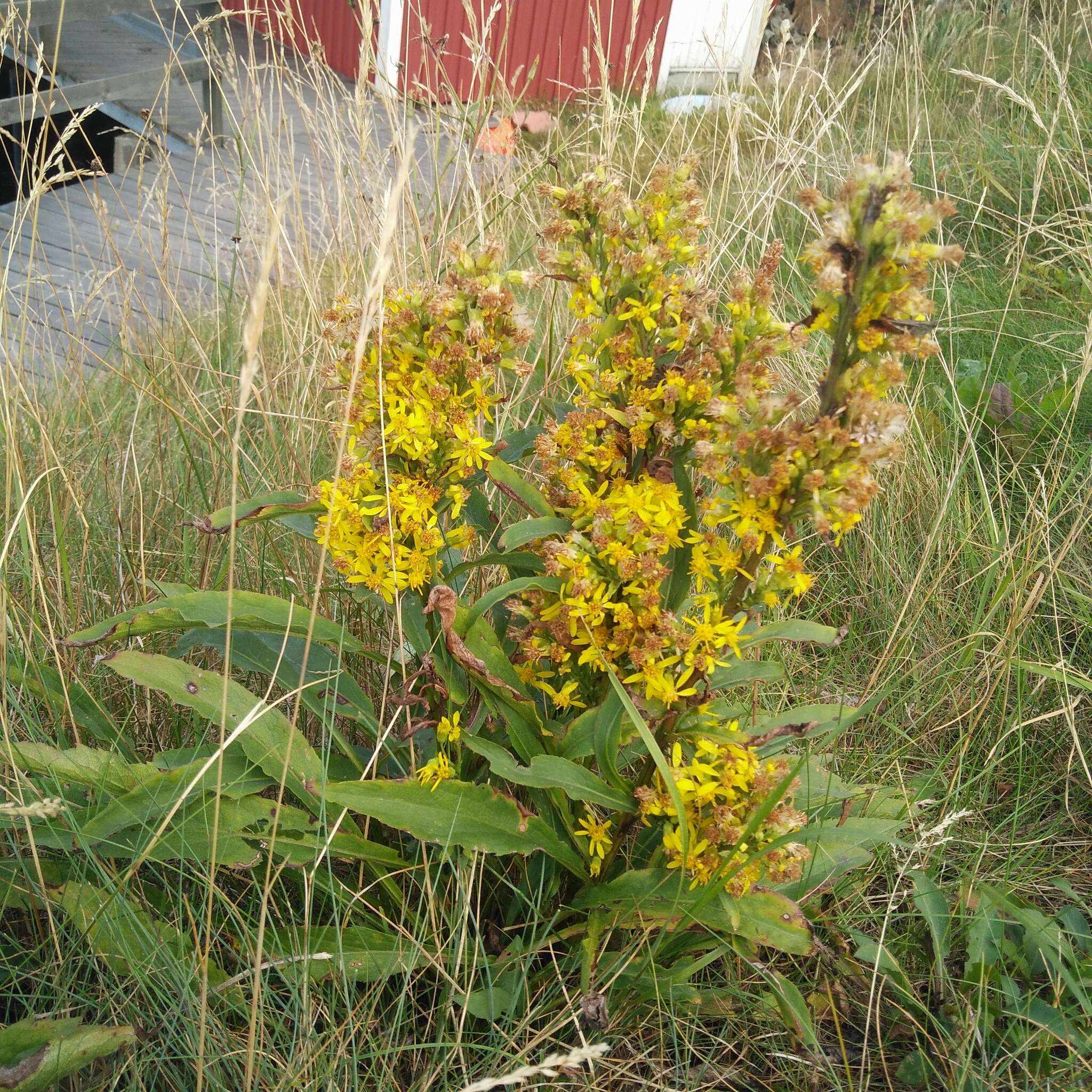 Plancia ëd Solidago virgaurea L.