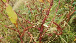 Image of Persicaria lapathifolia subsp. lapathifolia
