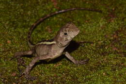 Image of Brazilian Fathead Anole