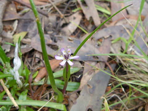 Image of Wurmbea uniflora (R. Br.) T. D. Macfarl.