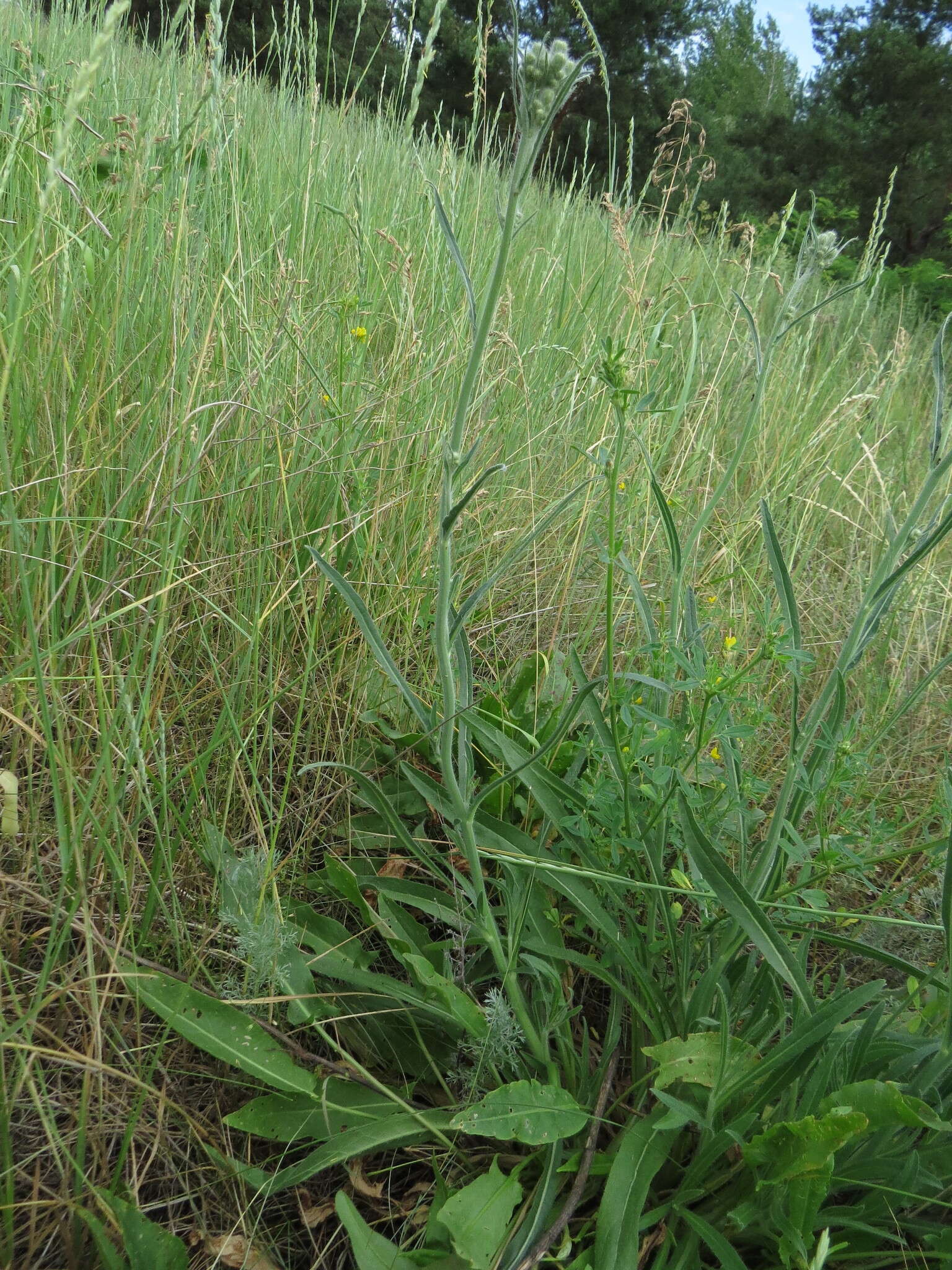 Image of Pilosella echioides (Lumn.) Sch. Bip., F. W. Schultz & Sch. Bip.