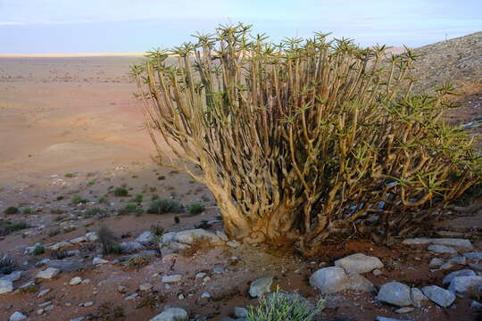 Sivun Aloidendron ramosissimum (Pillans) Klopper & Gideon F. Sm. kuva