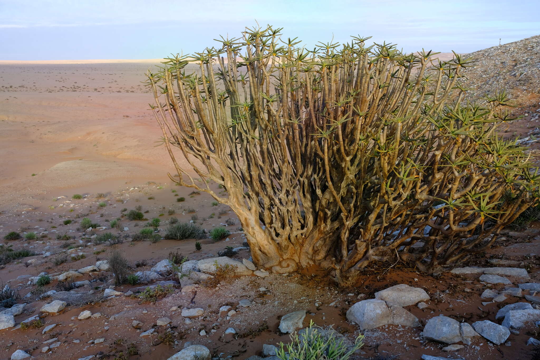 Image of Maiden's Quiver Tree Aloe