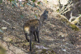 Image of Alpine Musk Deer