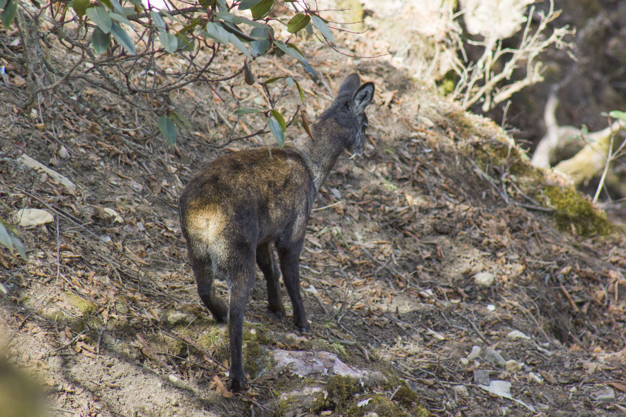 Imagem de Moschus chrysogaster (Hodgson 1839)