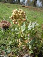 صورة Asclepias contrayerba Sessé & Moc.