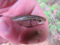 Image of Bleeding Shiner