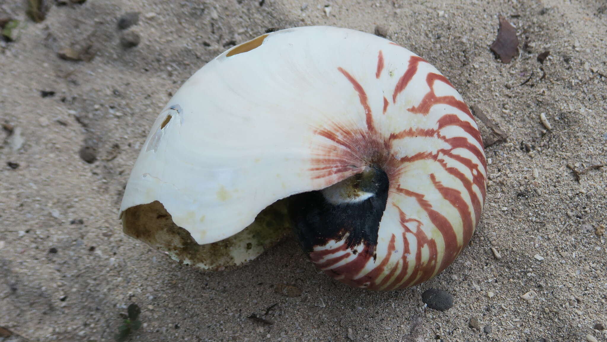 Image of chambered nautilus