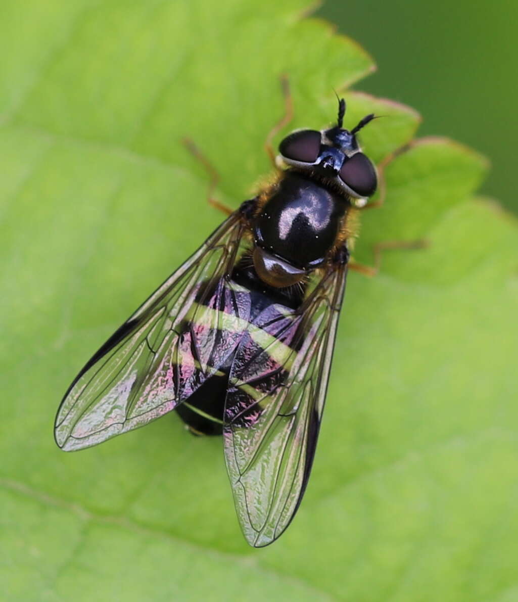 Image of Dasysyrphus tricinctus (Fallen 1817)