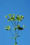 Image of Euphorbia variabilis Ces.