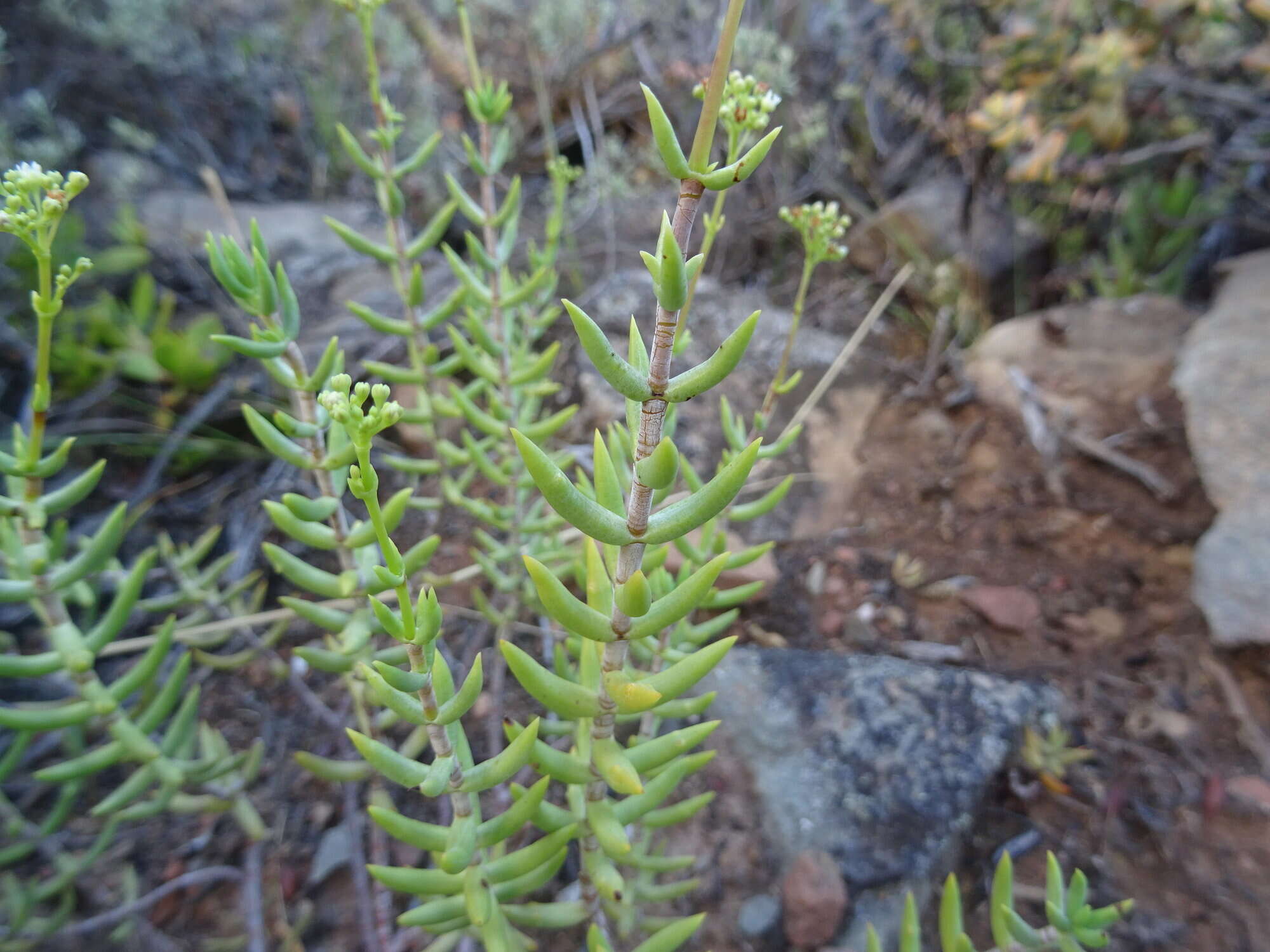 Crassula tetragona subsp. lignescens Tölken resmi