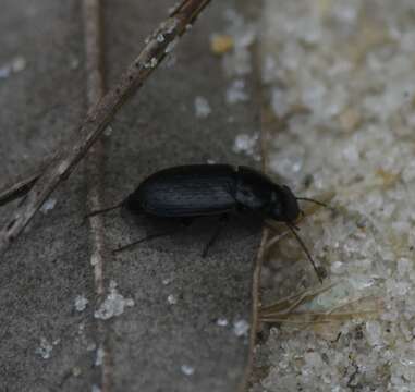 Image of Selenophorus (Celiamorphus) fossulatus Dejean 1829