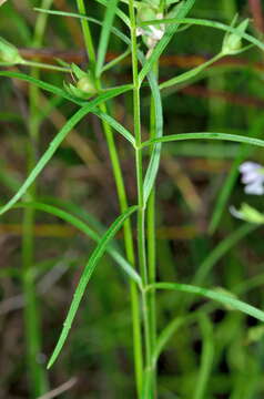 Image of Veronica decorosa F. Muell.