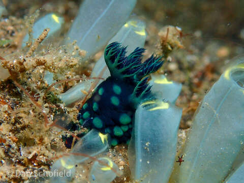 Image of Green spot black slug