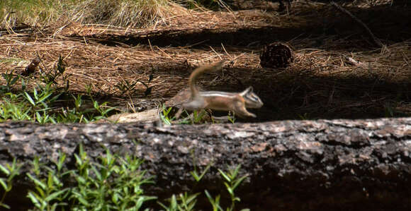 Image of Yellow-pine Chipmunk