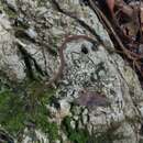 Image of Nuevo Leon Graceful Brown Snake