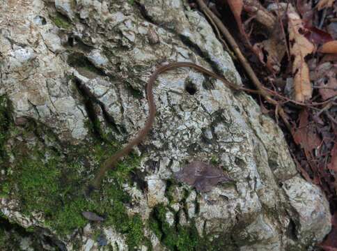 Image of Nuevo Leon Graceful Brown Snake