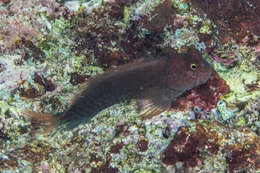 Image of Red-streaked Blenny