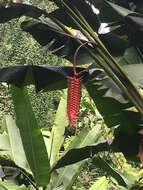 صورة Heliconia mariae Hook. fil.